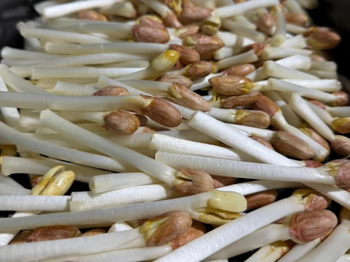 peanut-shoots-vancouver-bc