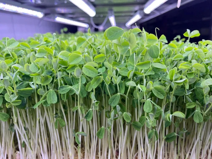 fresh-pea-shoots-vancouver-bc