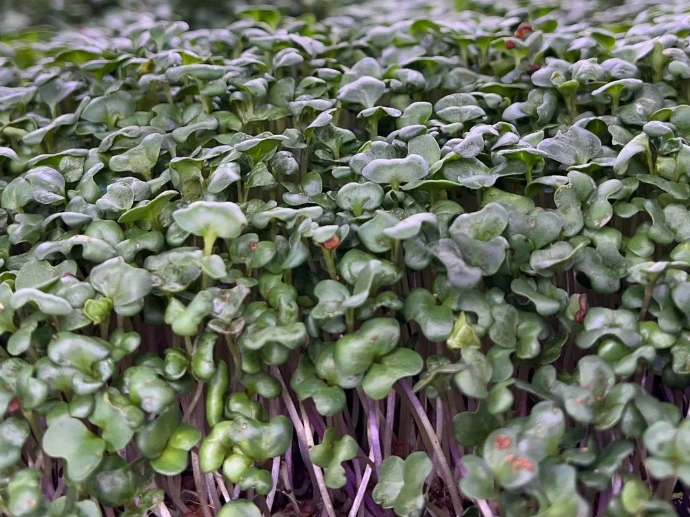 premium-microgreens-richmond-bc