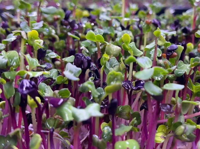 radish-microgreens-metro-vancouver