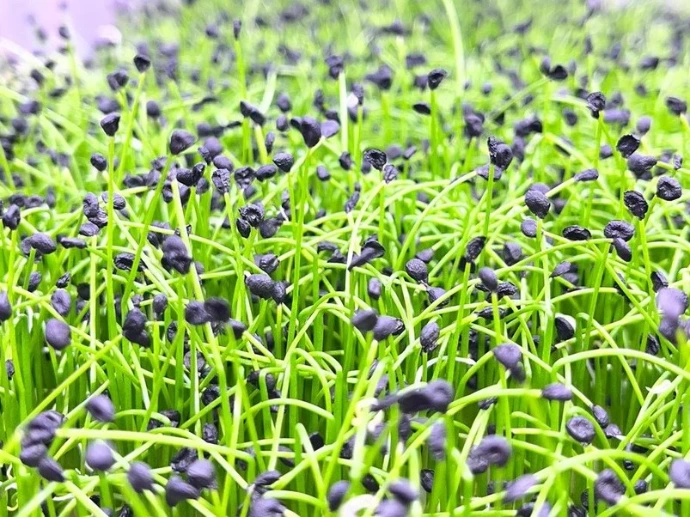 specialty-micro-herbs-vancouver